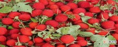 野草莓的功效与作用 野草莓的注意事项