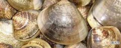 蛤壳的功效与作用 蛤壳的注意事项