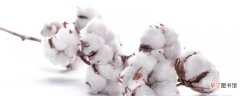 棉花籽的功效与作用 棉花籽的注意事项