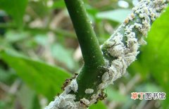 图片 【防治】虫害堆蜡粉蚧的危害症状及防治方法