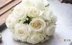【白玫瑰】白玫瑰代表什么？