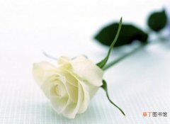 【白玫瑰】送白玫瑰表示什么意思？