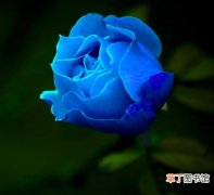 【寓意】蓝玫瑰的寓意是什么？