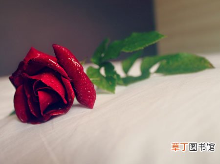 rose 【月季】蔷薇科中三杰——玫瑰、月季和蔷薇的区别