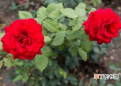 【种植方法】玫瑰怎么种植？玫瑰的种植方法和栽培技术