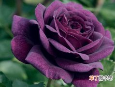 【紫玫瑰】紫玫瑰代表什么含义？