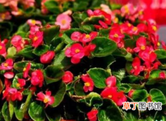 【秋天】适合秋天养殖的8种盆栽花卉，花期长好养活！