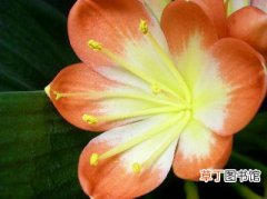 【花】君子兰人工授粉：从君子兰采来的花粉该怎样贮存？