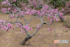 【修剪】桃树不同时期的管理及其修剪方法的介绍！
