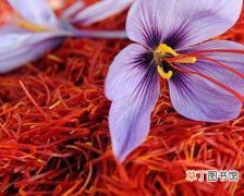 【植物】藏红花，花叶美如画，花蕊被称之为西藏西药的植物！