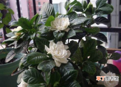 【香】阳台上的清香植物？这10种养生芳香植物真的是太美了！