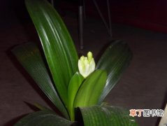 【君子兰】植物历史：君子兰的物种来源