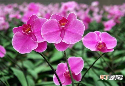 【家庭】很适合家庭养殖的装饰花卉植物——蝴蝶兰