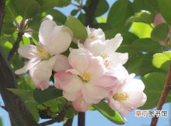 【养殖】家庭养殖海棠花的作用和好处