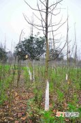 【冬季】如何预防露地花木冬季或早春低温之害？
