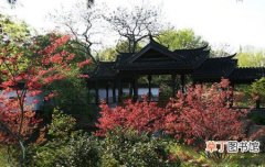 【花卉】常州市红梅公园迎来免费开放十周年 打造十余处主题花卉景点