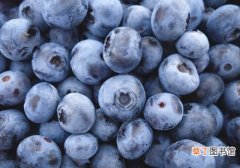 蓝莓外面白色的能吃吗 新鲜蓝莓可以冷冻吗