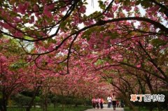 【植物】重庆南山植物园樱花什么时候开放？几月份开放？