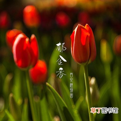 【郁金香】西安植物园的郁金香什么时候开放？郁金香欣赏最佳时间