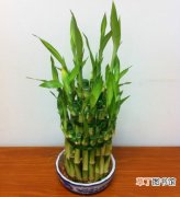 【养护】富贵竹的栽种养护知识：生态习性和对生长环境的要求