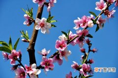 【桃花】三月之代表花——桃花