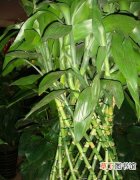 【品种】富贵竹的品种种类有哪些？富贵竹的常见栽培品种和造型种类介绍