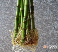 【水养】富贵竹可以水养吗？水培富贵竹需要多长时间生根？