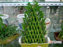 【冬天】富贵竹的冬天养殖方法和注意事项