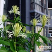 【植物】富贵竹是一种什么植物？富贵竹图片及简介