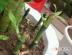 【繁殖】富贵竹怎么繁殖？富贵竹的扦插繁殖方法介绍