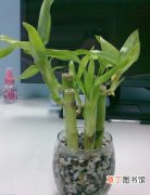 【盆栽】富贵竹盆栽的养护方法和注意事项