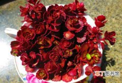 【小球玫瑰】多肉植物小球玫瑰的养殖方法和注意事项