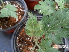 【种植】菊花的种植技术：菊花常见虫害及防治方法