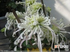 【图片】菊花图片及品种介绍