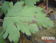 【常见】菊花的常见病害症状及其防治方法