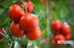 【播种】西红柿什么时候播种？西红柿种植时间和种植方法介绍