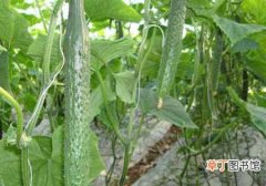 【种植方法】黄瓜什么时候种植？黄瓜种植时间和种植方法介绍
