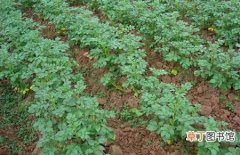 【种植方法】土豆什么时候种植？土豆种植时间和种植方法