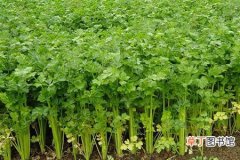【种植方法】芹菜什么时候种植？芹菜种植时间和种植方法