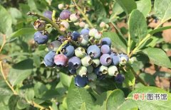 【功效】蓝莓可以用来泡酒吗？蓝莓泡酒的功效与作用及制作方法