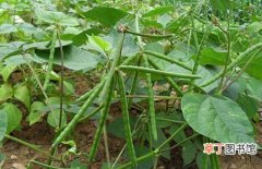 【种植方法】绿豆什么时候种植？绿豆种植时间和种植方法介绍
