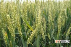 【种植方法】小麦什么种植？小麦种植时间和种植方法介绍
