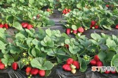 【种植方法】草莓什么时候种植？草莓种植时间和种植方法