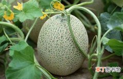 【吃】哈密瓜怎么做好吃？哈密瓜的营养价值和吃法做法