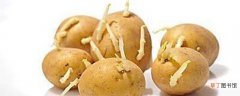 土豆发芽了怎么办 土豆发芽了把芽去掉还能吃吗