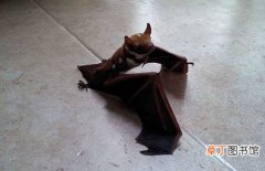 【花卉大全】被蝙蝠咬了会怎么样？怎么办？