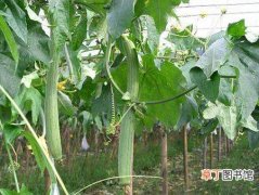 【种植方法】丝瓜什么时候种植？丝瓜种植时间和种植方法介绍
