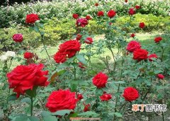 【种植方法】玫瑰花什么时候种植？玫瑰花种植时间和种植方法