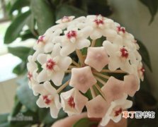 【花卉】球兰是一种什么花卉植物？球兰的花期、别名及简介