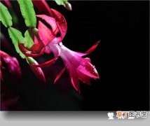 【花卉】蟹爪兰是一种什么花卉植物？蟹爪兰的别称及简介